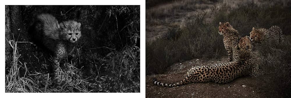 Amazon.com: Mark Segal: Cheetah: 9788862085236: Segal, Mark